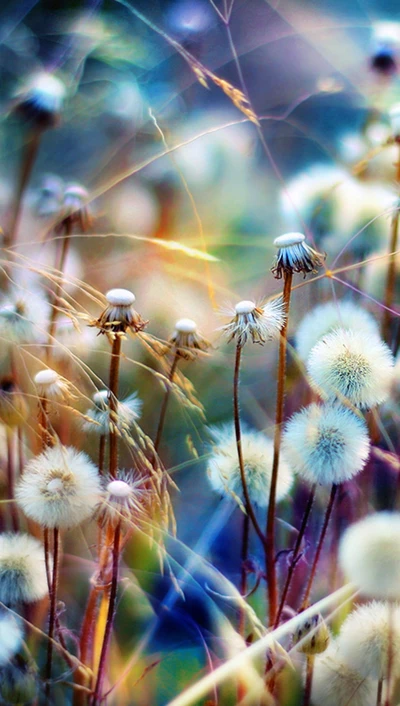 Dreamy Meadow of Dandelion Fluffs