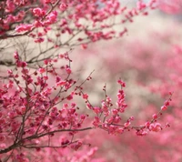 hd, nature, rose