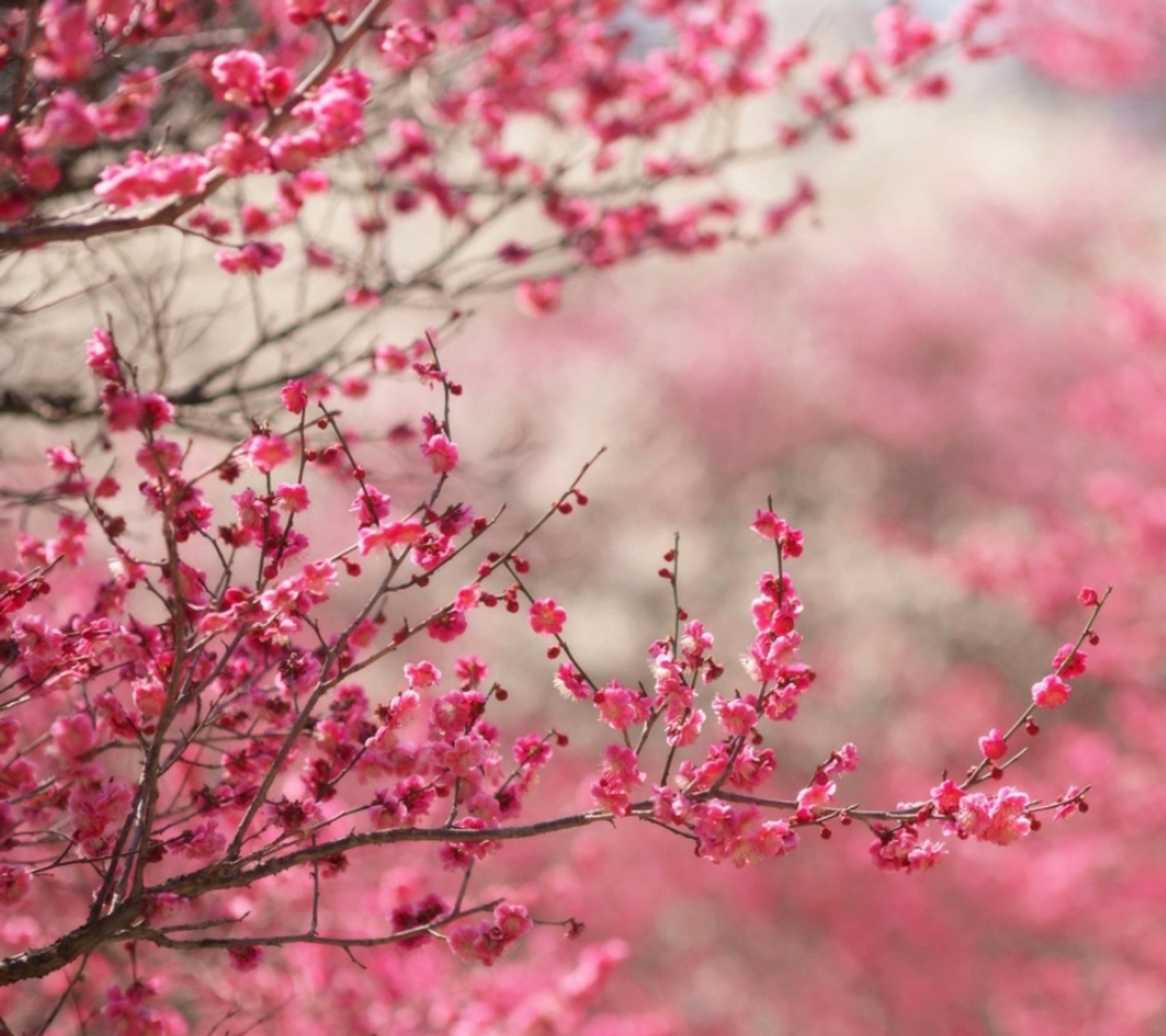 Lade hd, natur, rosa Hintergrund herunter