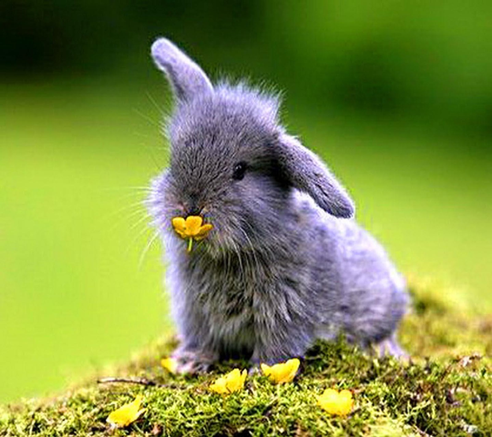 A close up of a small rabbit sitting on a moss covered rock (sweet bunny, wallpaper)