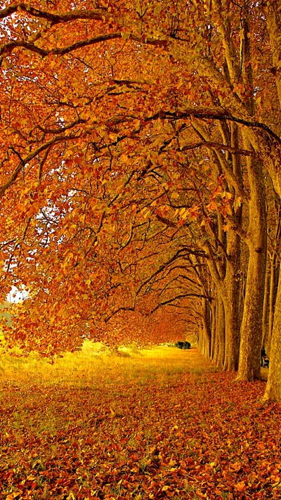 Avenue de Feuillage Automnal Vibrant : Feuilles Rouges et Jaunes Sous des Arbres Majestueux