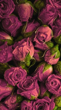 Rosas rosas vibrantes adornadas con gotas de rocío