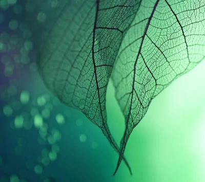 Delicate Leaf Veins Against a Soft Green Background