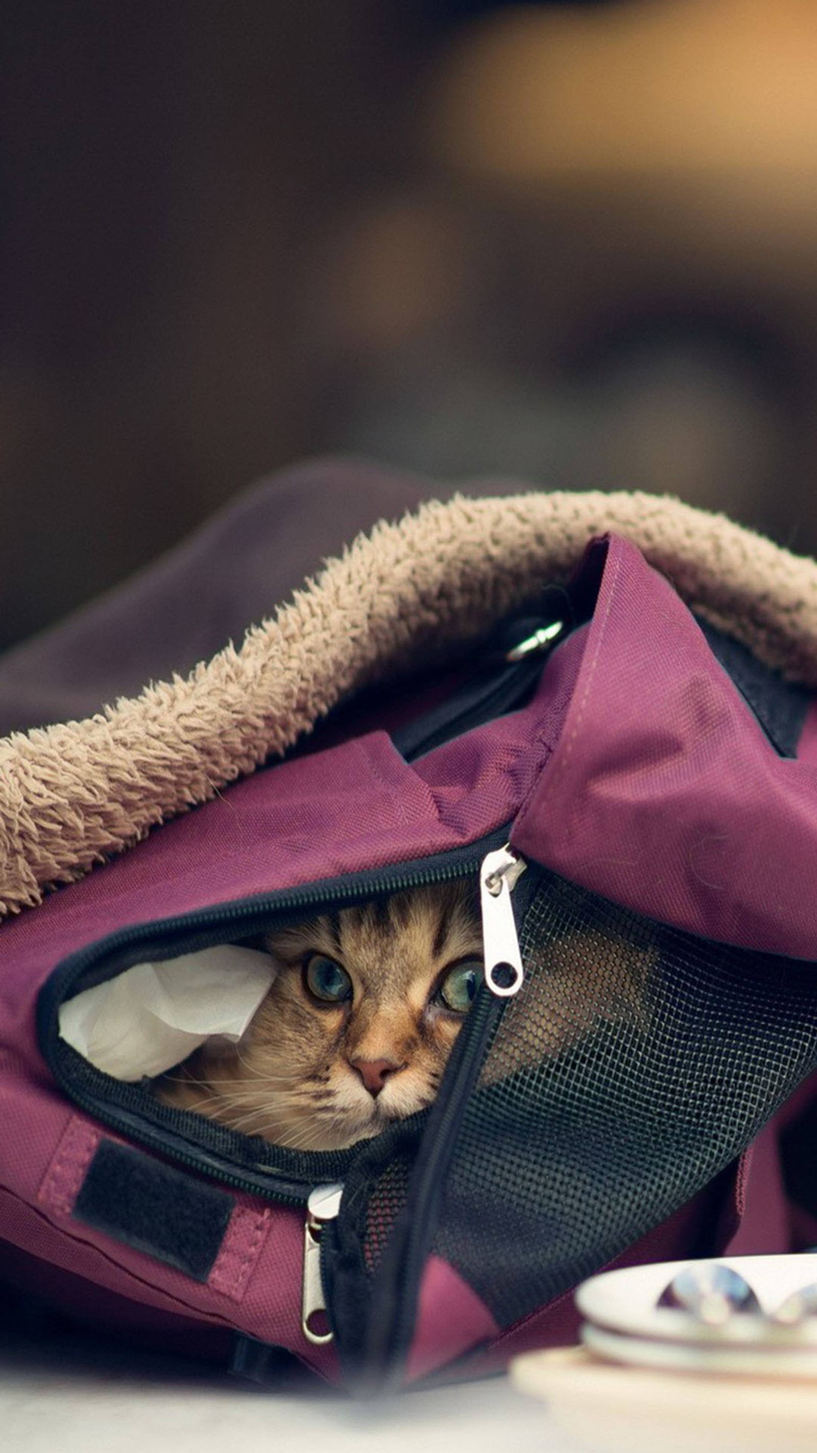 Un chat se cache dans un sac (chat, mignon)