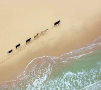 Vacas caminando a lo largo de la costa