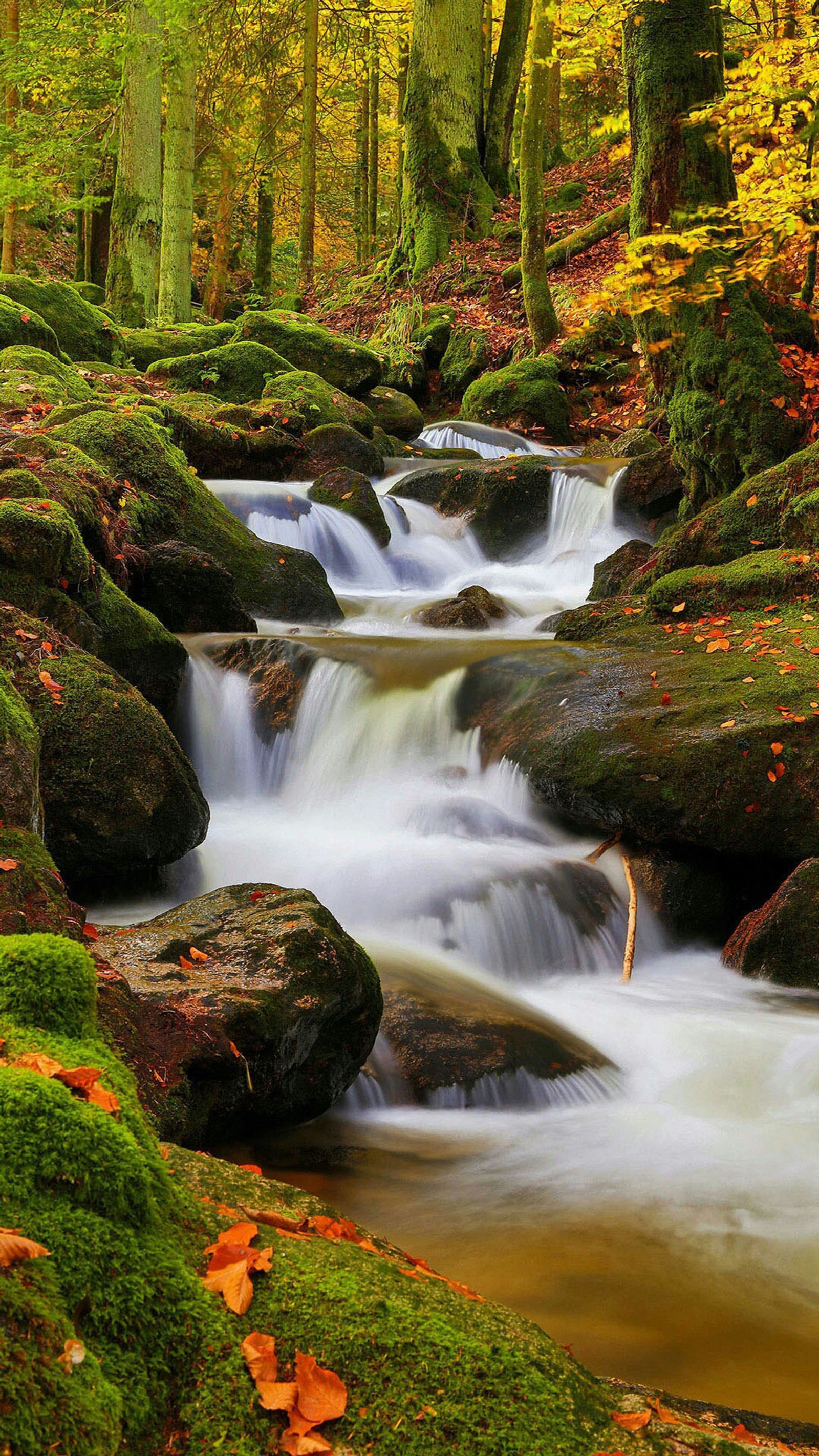 Arafed stream in a forest with moss and rocks (love, nature)