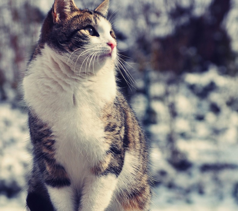 Кот сидит на скамейке, покрытой снегом, и смотрит вверх (животное, кот, милый, утро, домашнее животное)