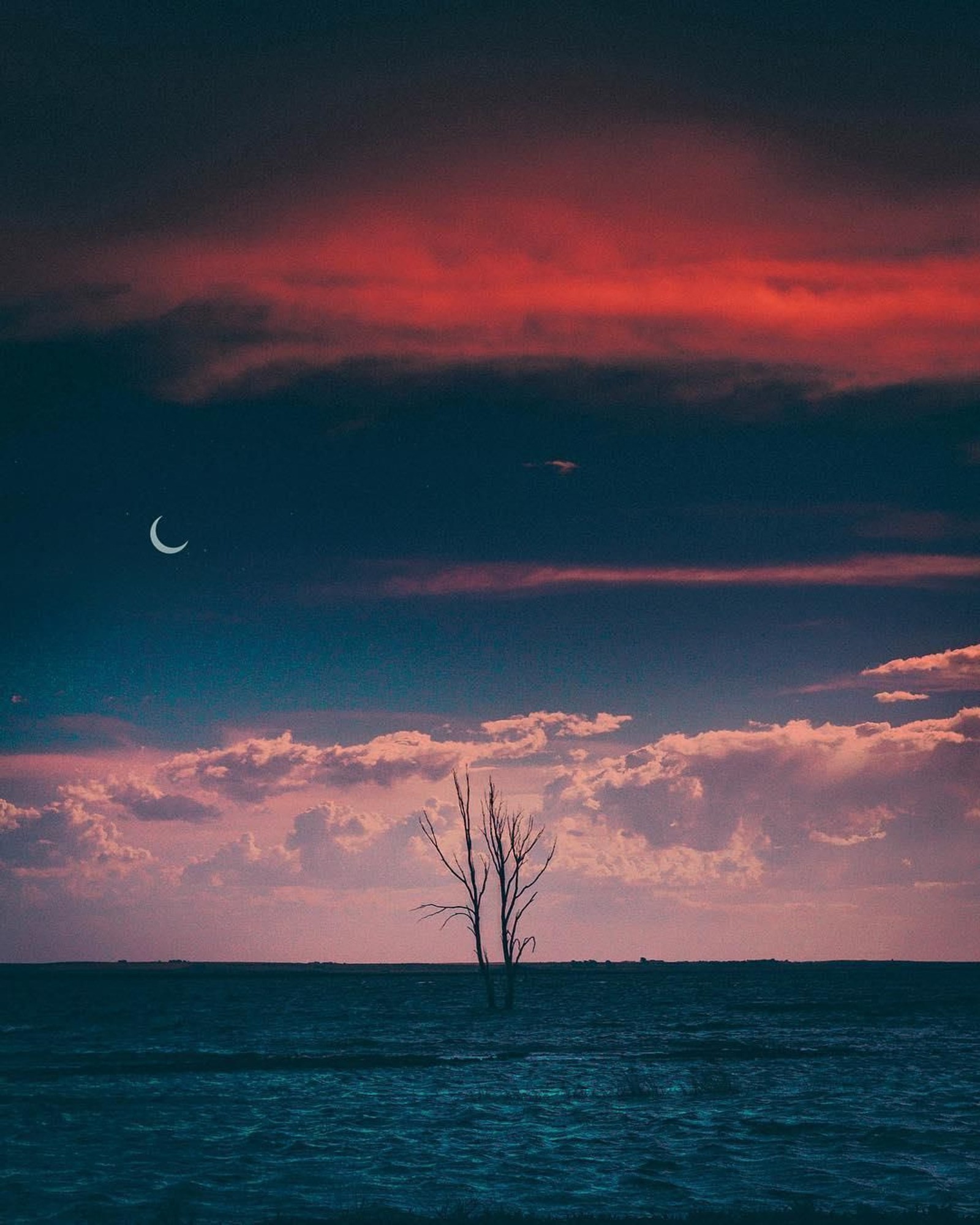 Un araucaria au milieu d'un plan d'eau avec un croissant dans le ciel (magie des nuages, lune, nuit, noche, nuages)