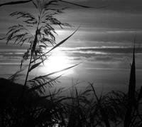 Silhouetted Grass Against a Dramatic Sunrise Sky