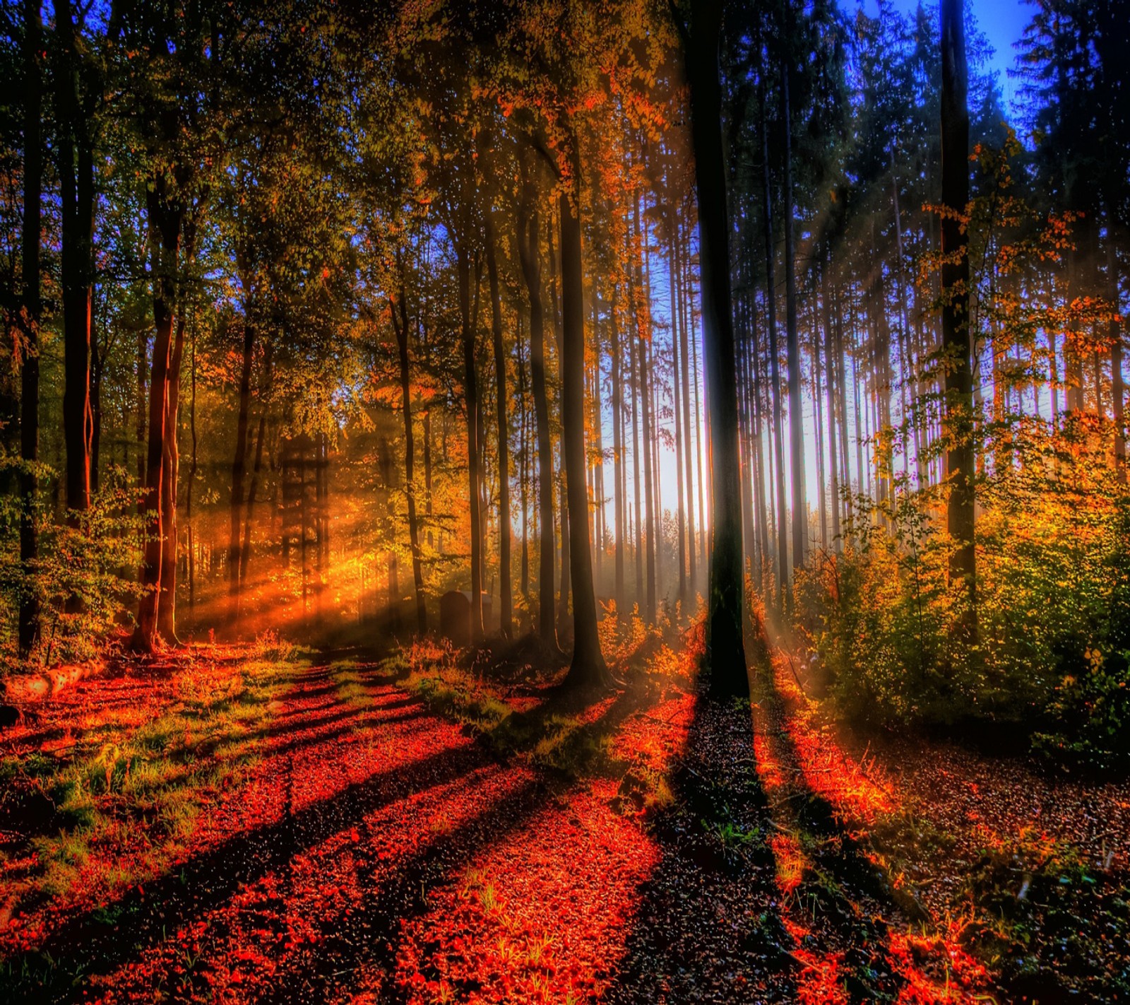 A view of a forest with a path in the middle of it (autumn, forest, hd, nature, tree)