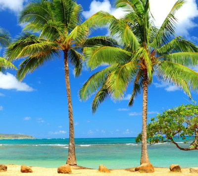 beach, landscape, nature, ocean, palms