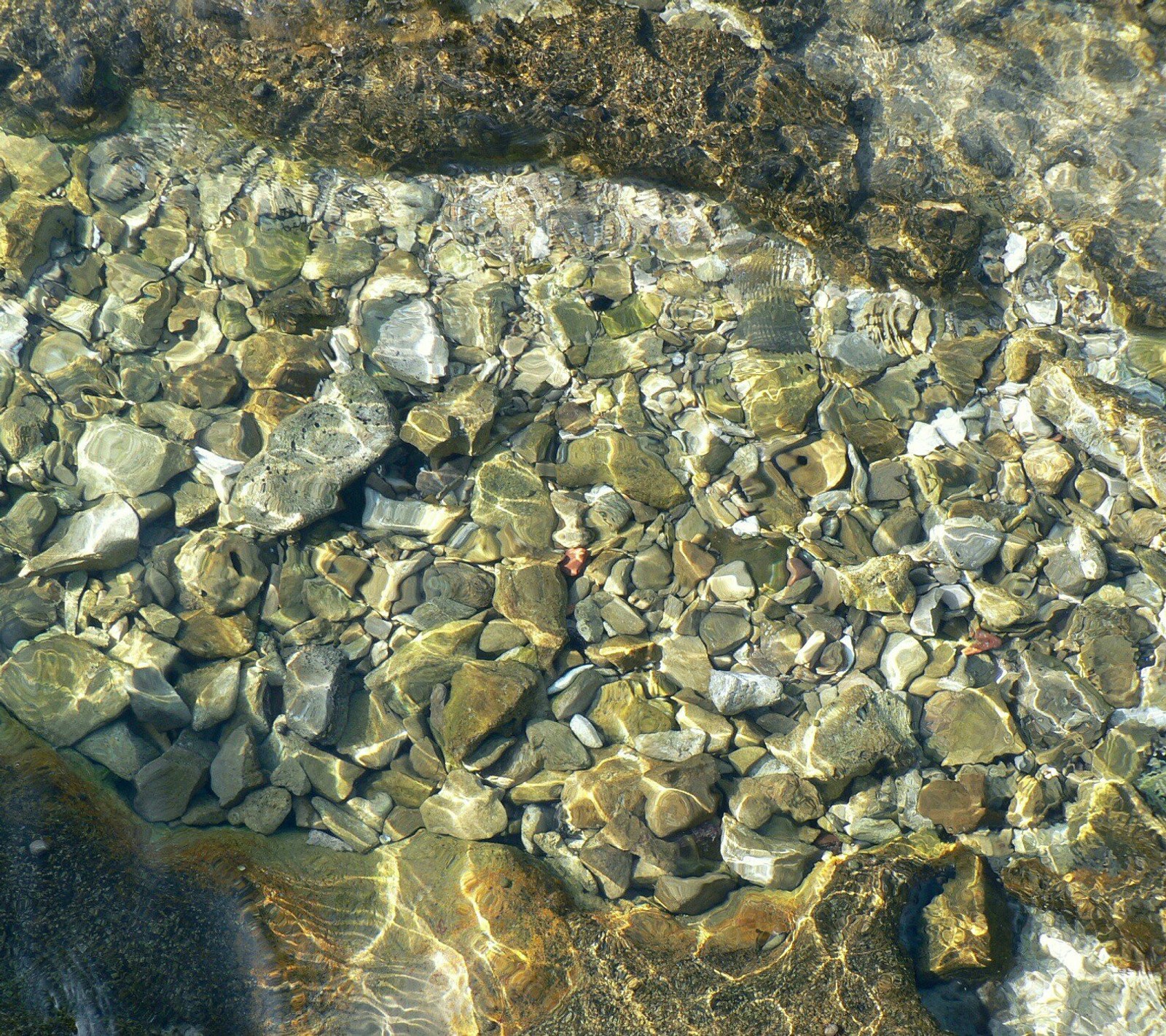 Il y a un oiseau qui se tient sur les rochers dans l'eau (pomme, meilleur, clair, druffix, drôle)