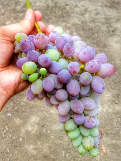 Uvas recién cosechadas: el puro deleite de la naturaleza