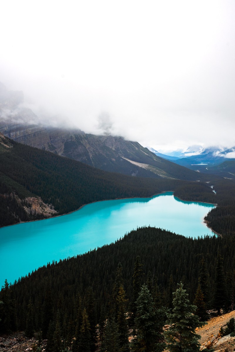 Панорамный вид на озеро, окруженное деревьями и горами (озеро, банф, banff, дикая природа, горные образования)