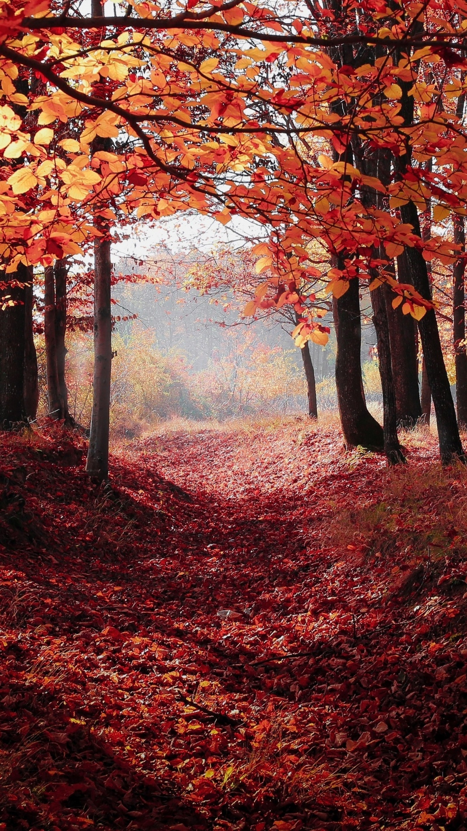 Téléchargez le fond d'écran automne, forêt, feuilles, nature, chemin