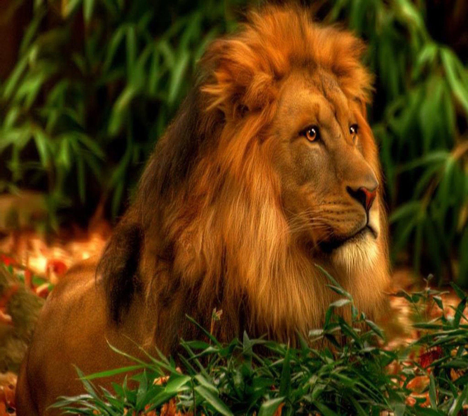 A close up of a lion laying in the leaves of a tree (lion, wallpaper)