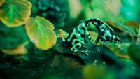 green, nature, water, wildlife, underwater wallpaper