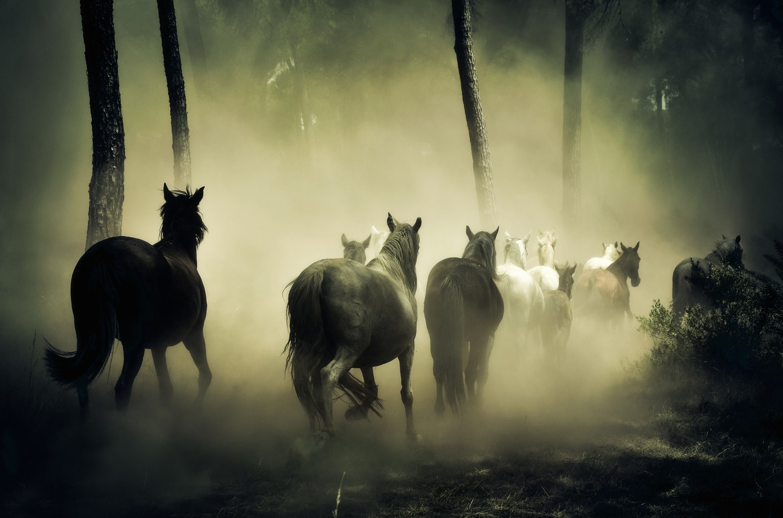 Caballos corriendo en la niebla en un bosque con árboles (caballos, manada, 5k, animales, fondo de pantalla 4k)