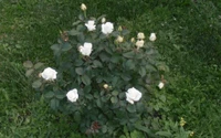 Rosas Floribunda blancas en un jardín en flor