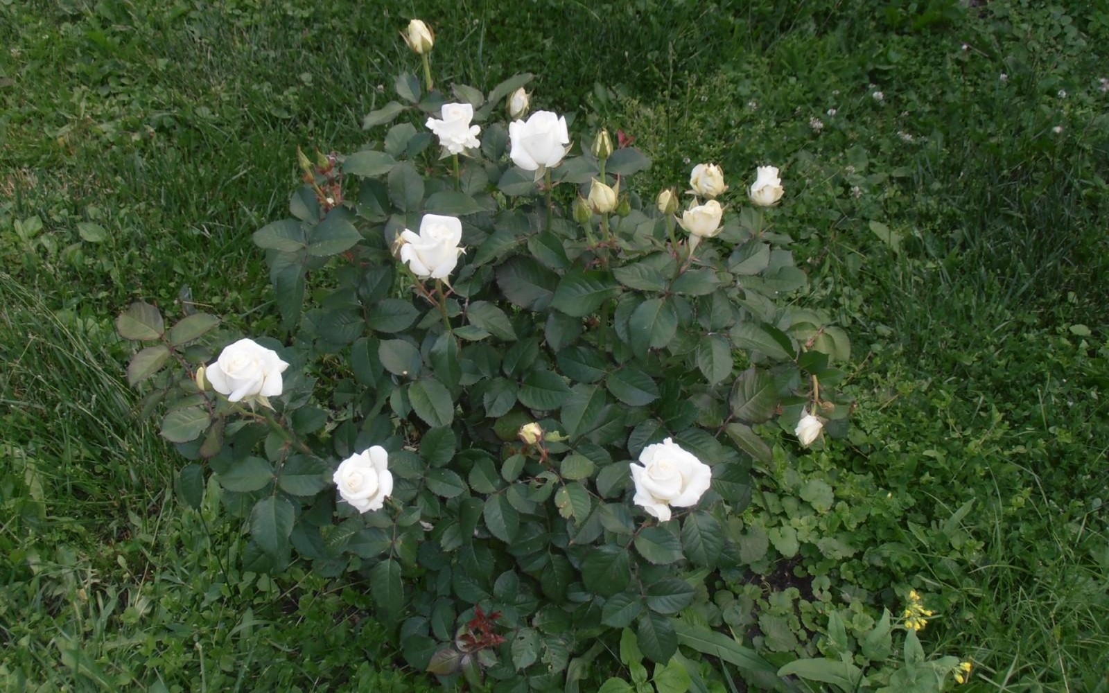 Hay un arbusto de rosas blancas en la hierba (floribunda, rosas de jardín, planta floreciendo, planta, familia rosaceae)