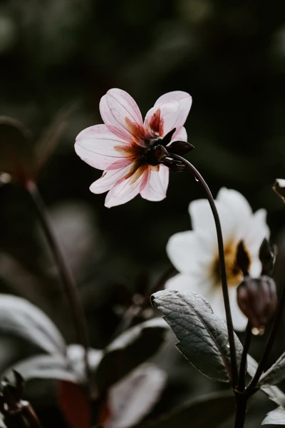 Fleur sauvage délicate rose et blanche en floraison printanière