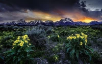 Sunlit wildflowers in the foreground with the majestic Grand Teton mountains under a dramatic sky at sunset.