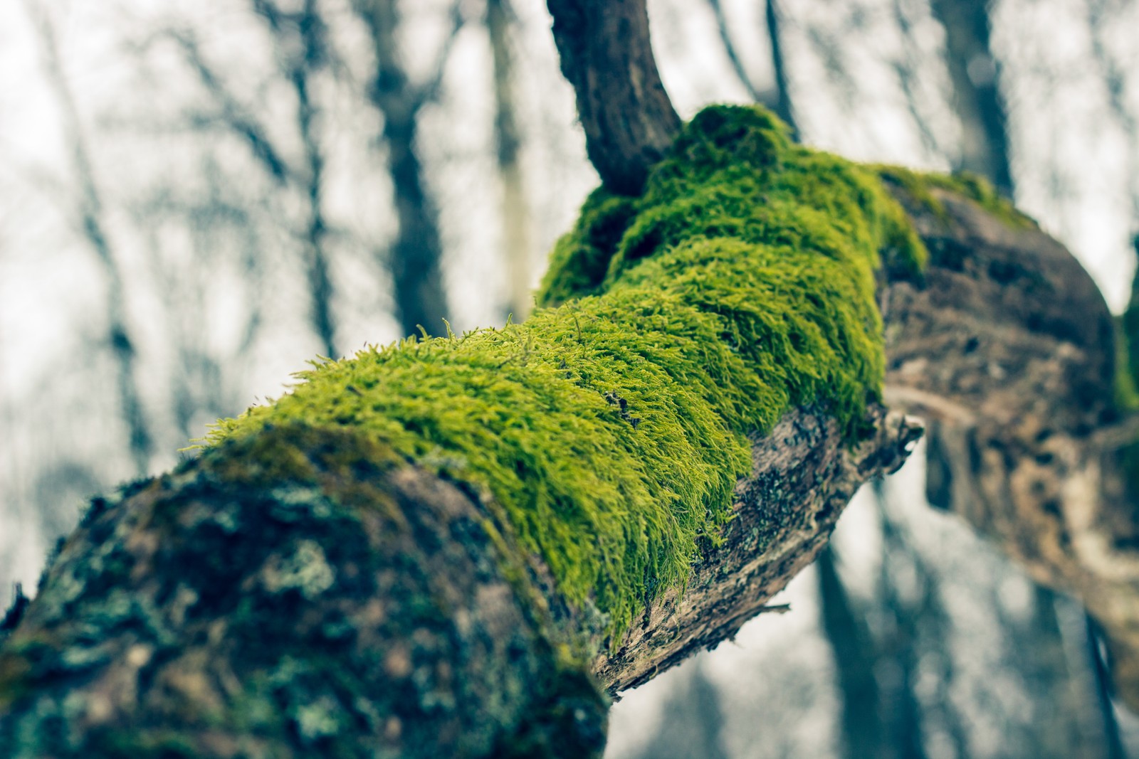 Gros plan d'une branche d'arbre couverte de mousse dans une forêt (arbre, branche, mousse, coffre, vert)