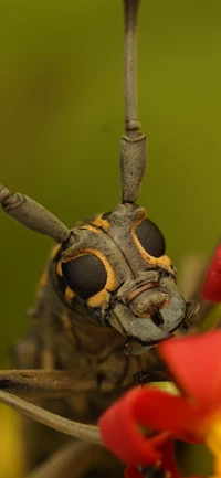 Gros plan d'un scarabée noir et blanc pollinisant une brindille avec des fleurs jaunes et rouges