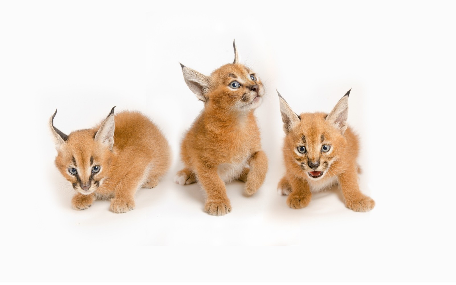 Three caracali kittens are sitting on a white surface (kitten, wildcat, caracal, big cat, wildlife)