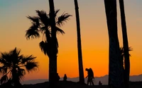 Silhouettierte Palmen gegen einen bunten Sonnenuntergangshimmel