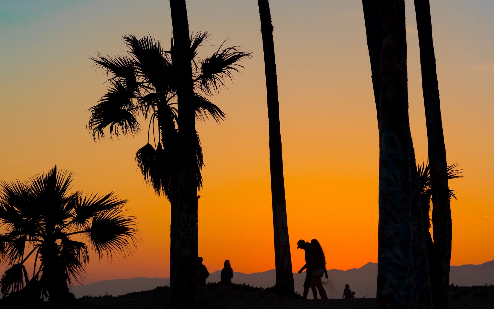 Girafes arafed marchant sur une plage au coucher du soleil avec des palmiers (coucher de soleil, silhouette, arbre, palmier, plante ligneuse)