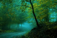 Mysteriöser Waldweg in einem nebligen Wald