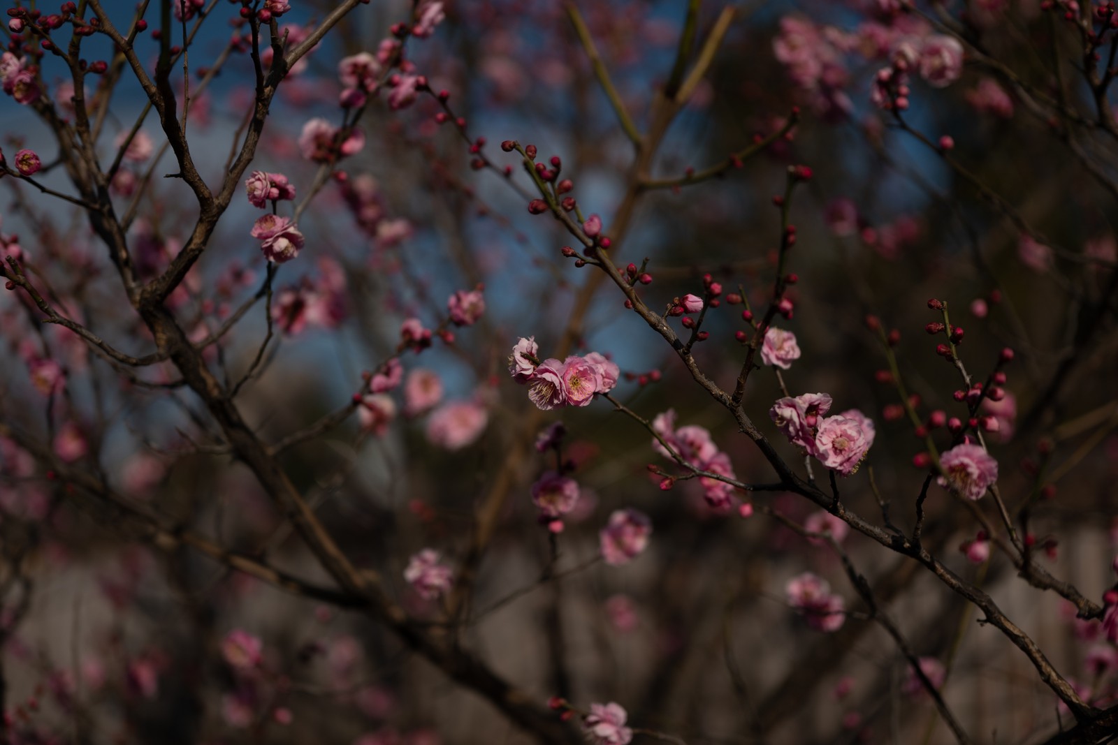 Nahaufnahme eines baumes mit rosa blumen im hintergrund (kirschblüte, zweig, frühling, blüte, botanik)