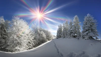 sunlight, snow, nature, winter, tree