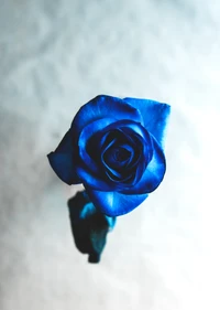 Rose bleu cobalt : une fleur éblouissante d'une beauté unique