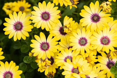 gänseblümchen, gelbe blumen, blumiger hintergrund, blüte, frühling