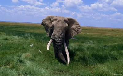 Un majestuoso elefante africano pastando en una exuberante pradera bajo un brillante cielo azul.