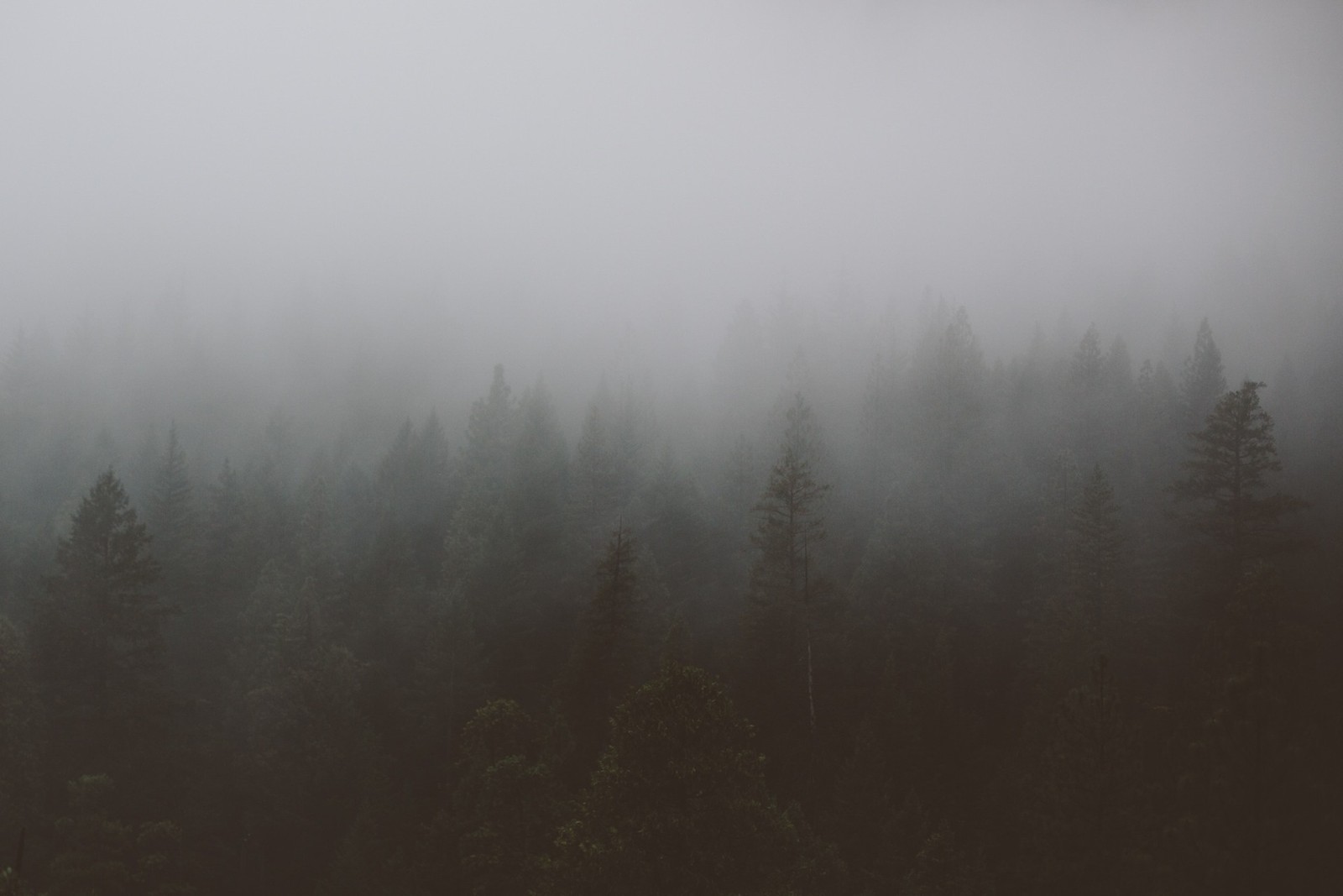 Des arbres dans le brouillard par un jour brumeux dans les bois (brume, arbre, atmosphère, matin, forêt)