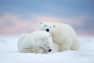 Two Polar Bears Resting on the Arctic Ice