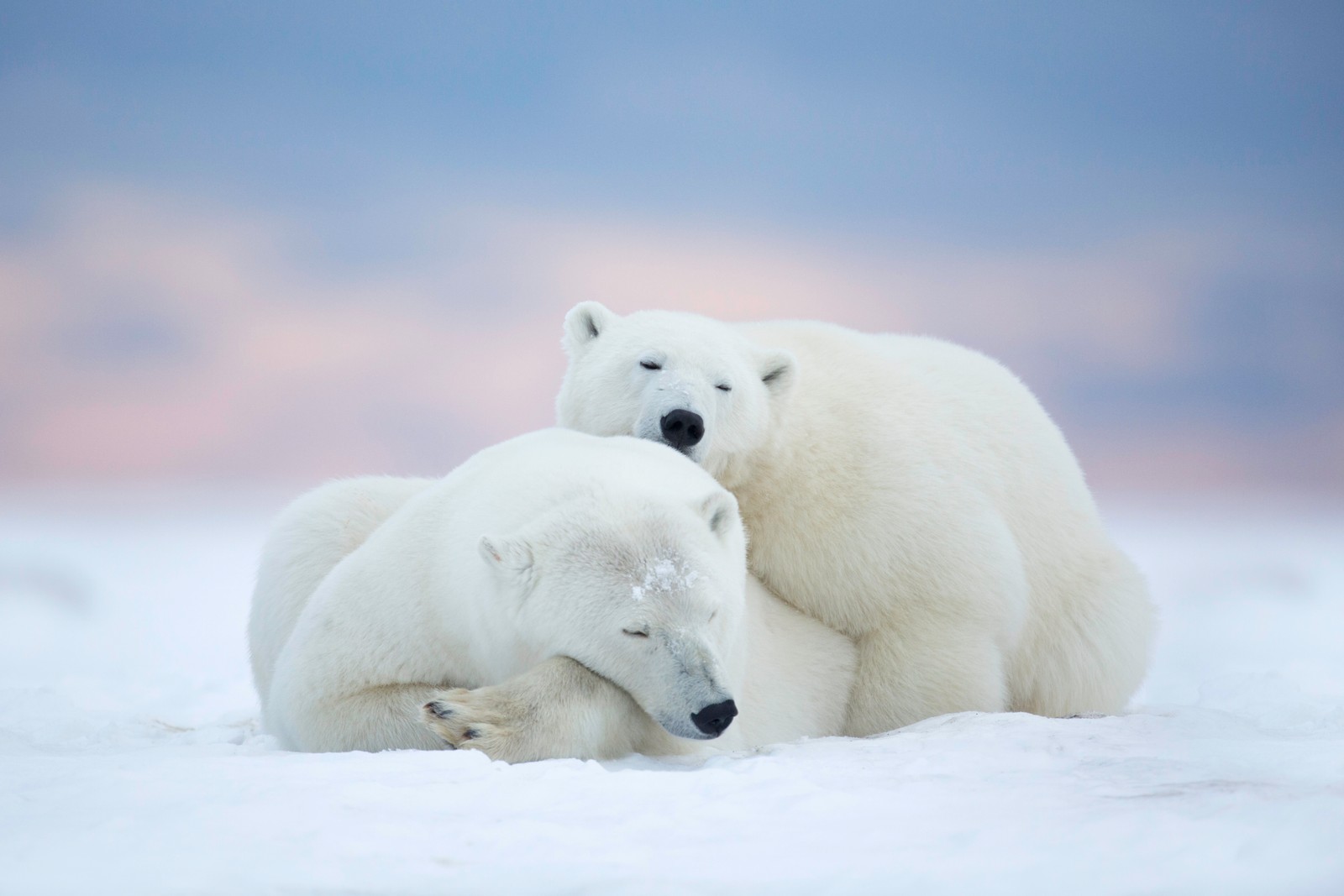 Hay dos osos polares acostados en la nieve (oso polar, oso, casquete polar, ártico, entorno natural)