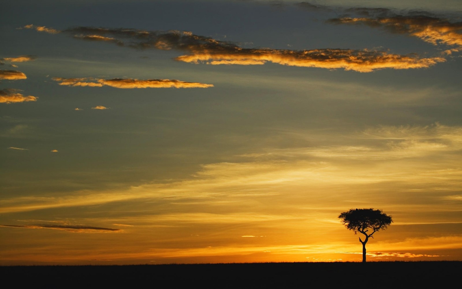 Sonnenuntergang mit einem einsamen baum im vordergrund und einem einsamen vogel in der ferne (sonnenuntergang, wolke, horizont, nachglühen, sonnenaufgang)