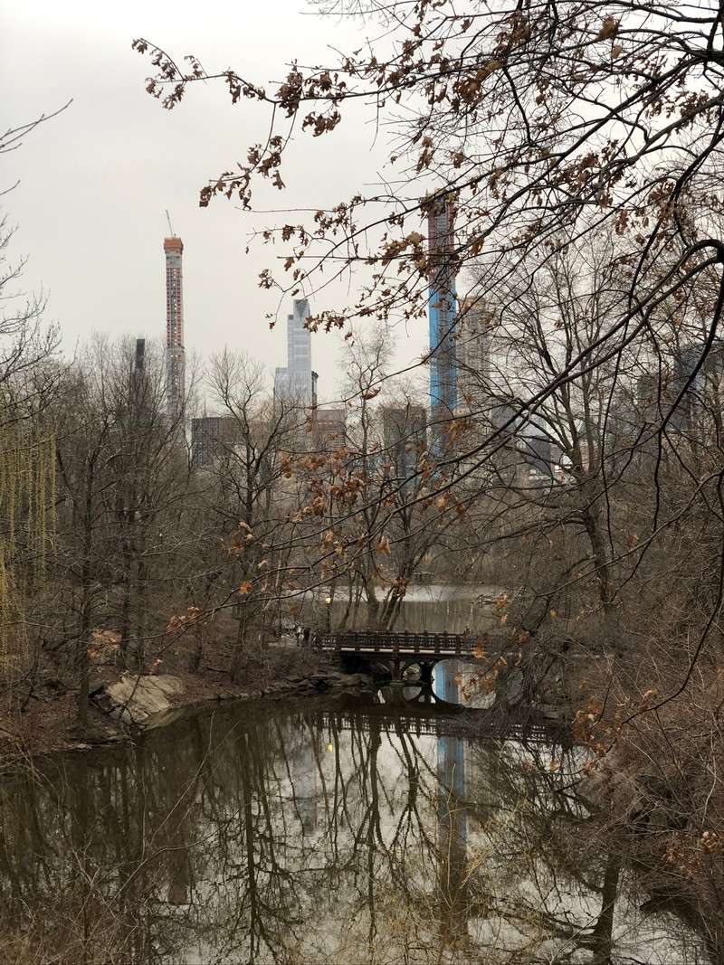 Деревья отражаются в воде реки в городском парке (центральный парк, central park, вода, наука, биология)