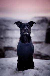 Um cachorro preto em um traje esportivo senta-se confiantemente na neve, com uma paisagem de inverno desfocada ao fundo.