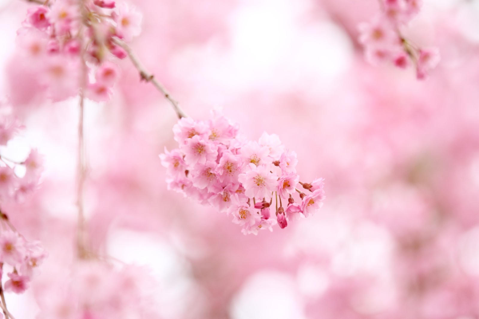 Hay una flor rosa en una rama de árbol (planta, ramo, flor, rosa, flor de cerezo)