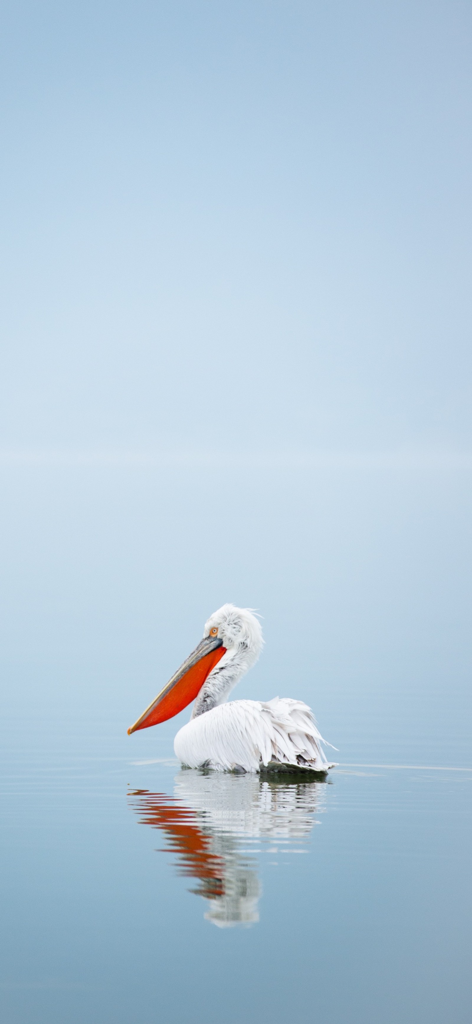 There is a large white bird floating on the water (water, pelican, seabird, bird, fluid)