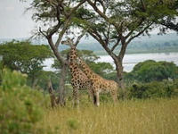 safari, terrestrial animal, giraffe, wildlife, giraffidae