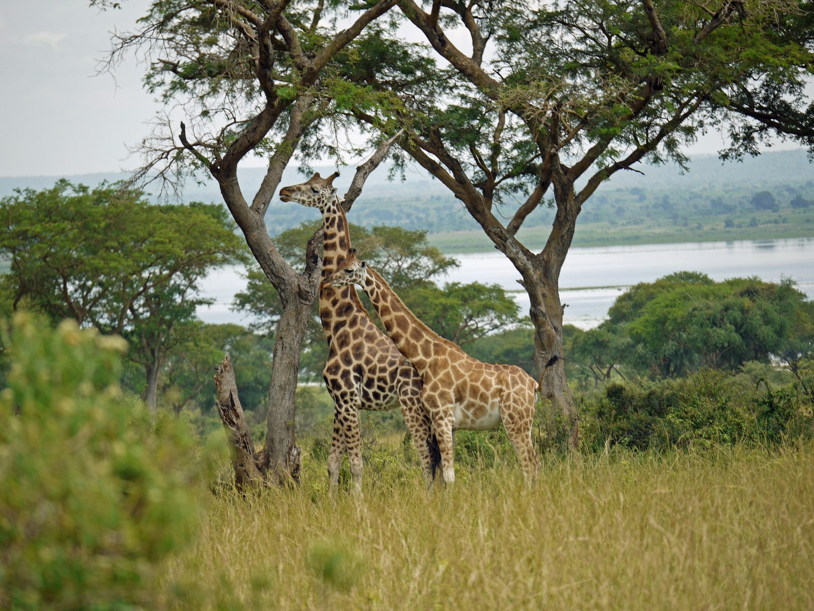 safari, terrestrial animal, giraffe, wildlife, giraffidae wallpaper