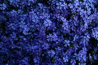 blue flowers, 5k, floral background, blossom, garden