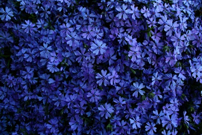 blaue blumen, 5k, blumiger hintergrund, blüte, garten