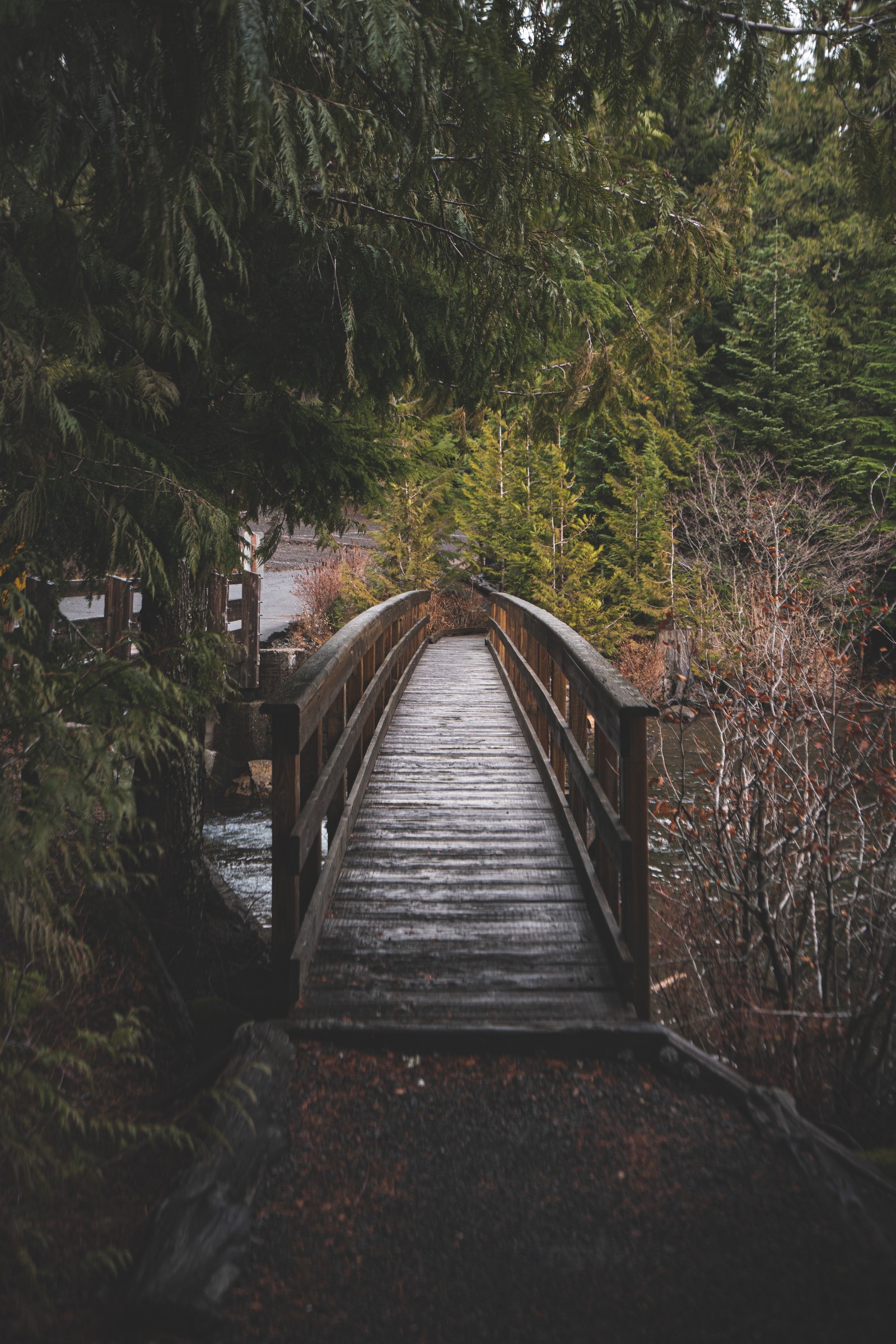 Un pont au-dessus d'un ruisseau dans une forêt avec des arbres (arbre, piste datterrissage, bois, paysage naturel, pont)